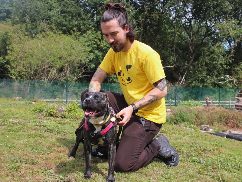 Staffordshire Bull Terrier for adoption in Liverpool, Merseyside – 1 year old - Image 3 of 3