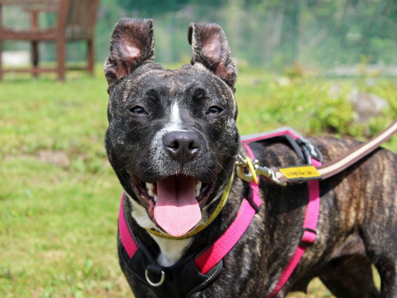Sasha | Terrier (Staffordshire Bull) Cross | Merseyside (Liverpool) - 1