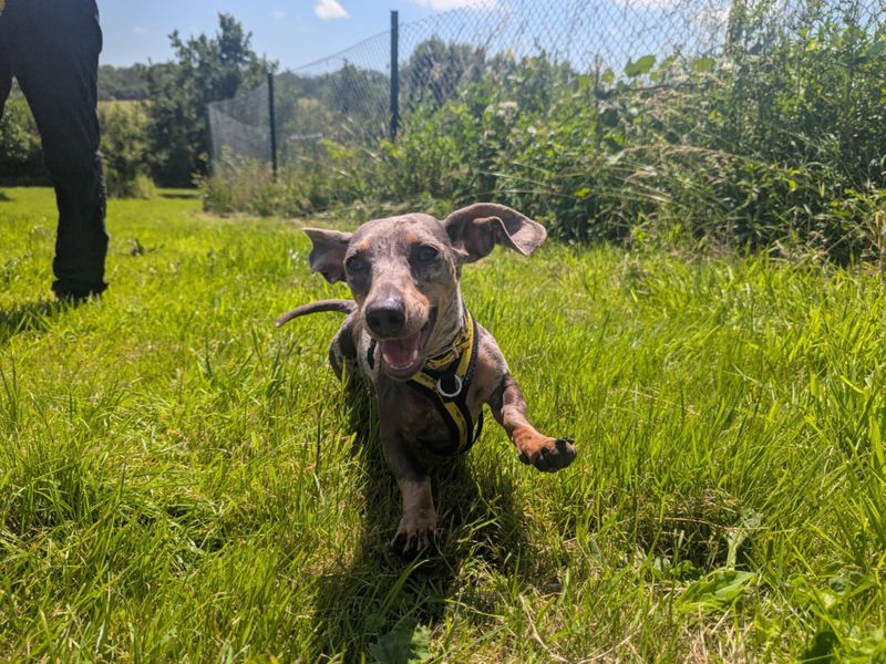 Dachshund for adoption in Mid Glamorgan, Wales – 2 years old - Image 2 of 3
