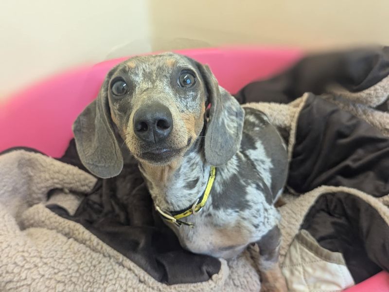 Dachshund for adoption in Mid Glamorgan, Wales – 2 years old - Image 3 of 3