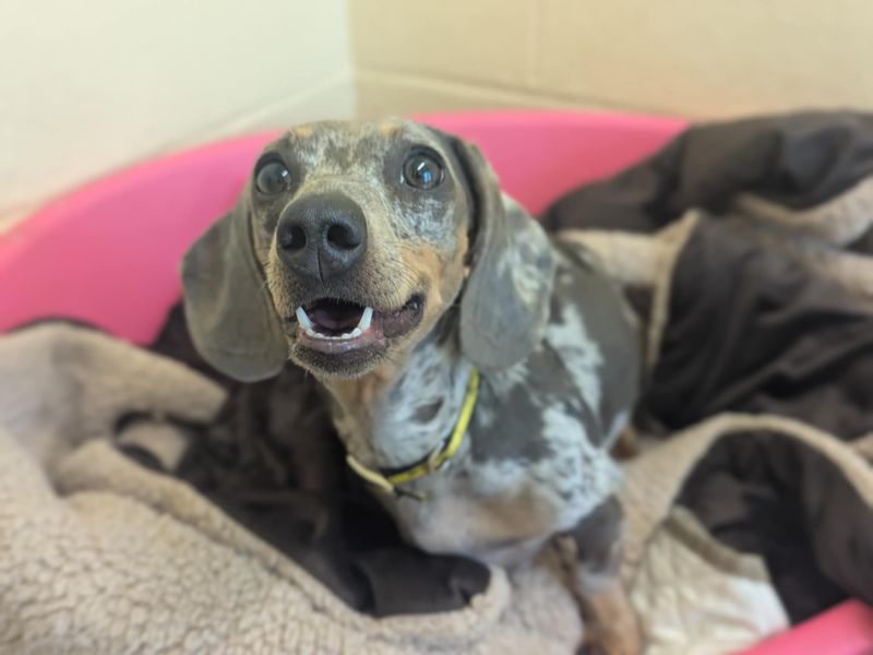 Dachshund for adoption in Mid Glamorgan, Wales – 2 years old