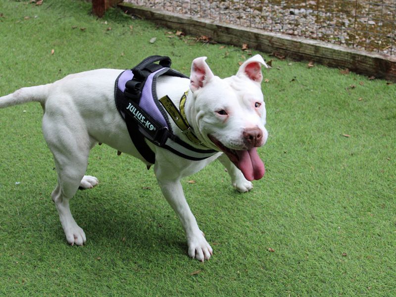 Staffordshire Bull Terrier for adoption in Liverpool, Merseyside – 1 year old