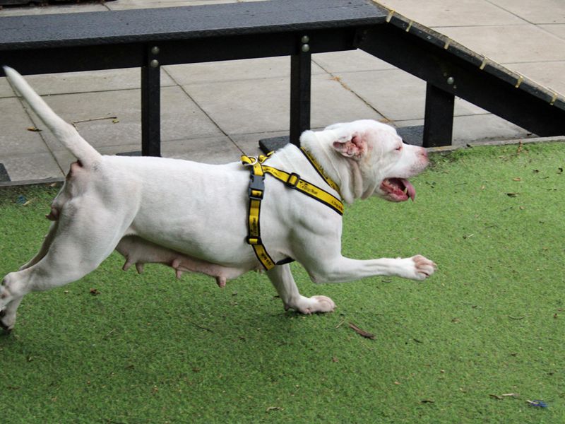 Staffordshire Bull Terrier for adoption in Liverpool, Merseyside – 8 years old