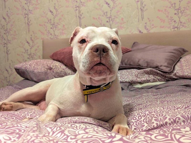 Daisy | Terrier (Staffordshire Bull) Cross | Merseyside (Liverpool) - 1