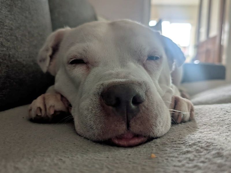 Daisy, a 8 years old female Staffordshire Bull Terrier available for adoption from Dogs Trust in Liverpool, Merseyside