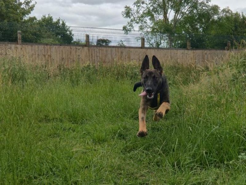 German Shepherd for adoption in Telford, Shropshire – 11 months old - Image 3 of 3
