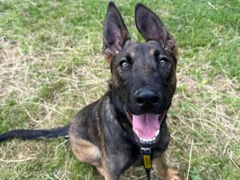 German Shepherd for adoption in Telford, Shropshire – 11 months old