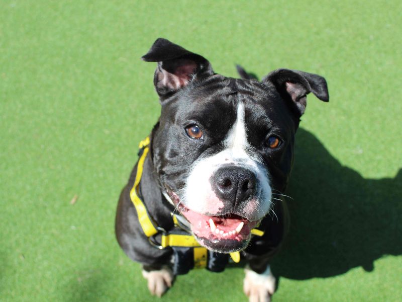 Staffordshire Bull Terrier for adoption in Glasgow, Scotland – 5 years old