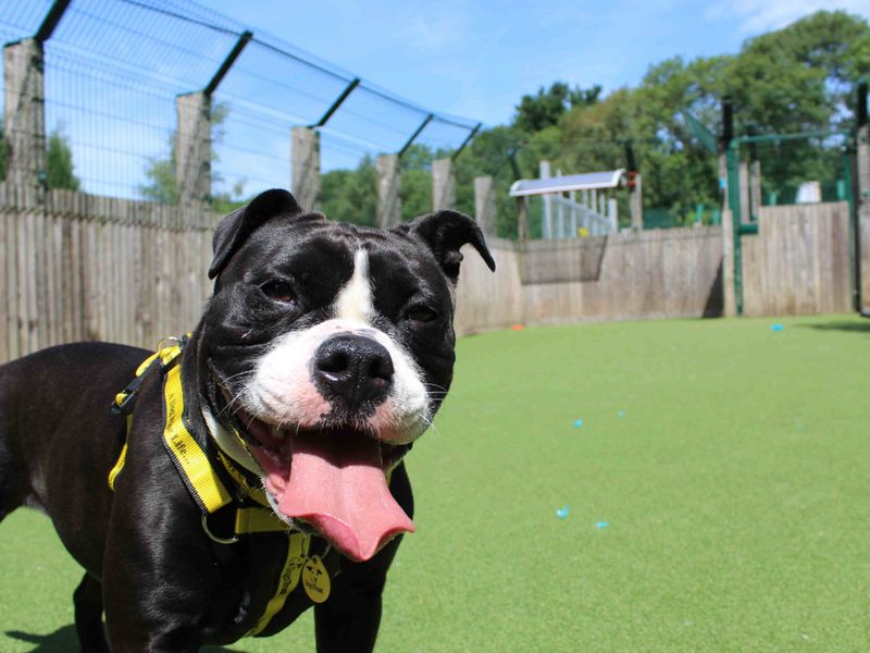Staffordshire Bull Terrier for adoption in Glasgow, Scotland – 5 years old - Image 2 of 4