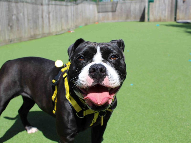 Staffordshire Bull Terrier for adoption in Glasgow, Scotland – 5 years old - Image 4 of 4