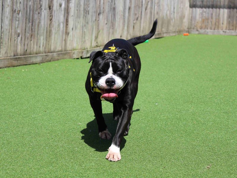 Staffordshire Bull Terrier for adoption in Glasgow, Scotland – 5 years old - Image 3 of 4
