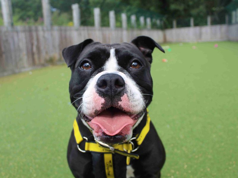 Rescue Dogs Staffordshire Bull Terriers: Loving Companions 