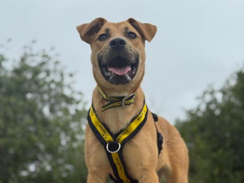 Sandy | Crossbreed | Shrewsbury (Shropshire) - 1