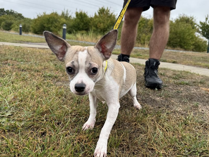 Dougie | Chihuahua (Smooth Coat) | Basildon (Essex) - 1