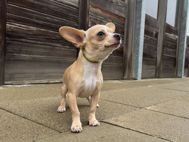 Dude | Chihuahua (Smooth Coat) Cross | Basildon (Essex) - 1