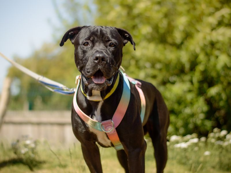 Panda | Spanish Mastiff Cross | Kenilworth (West Midlands) - 1