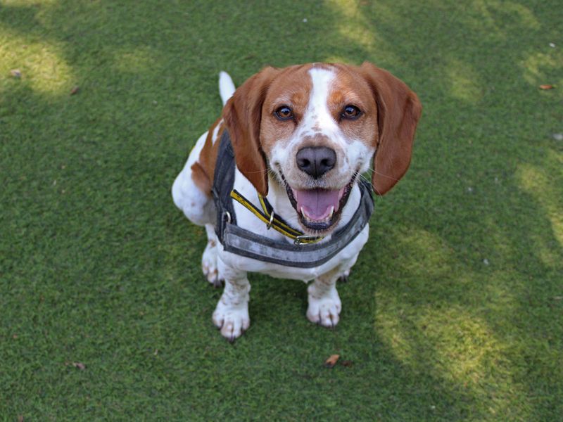 Cocker Spaniel for adoption in Liverpool, Merseyside – 4 years old
