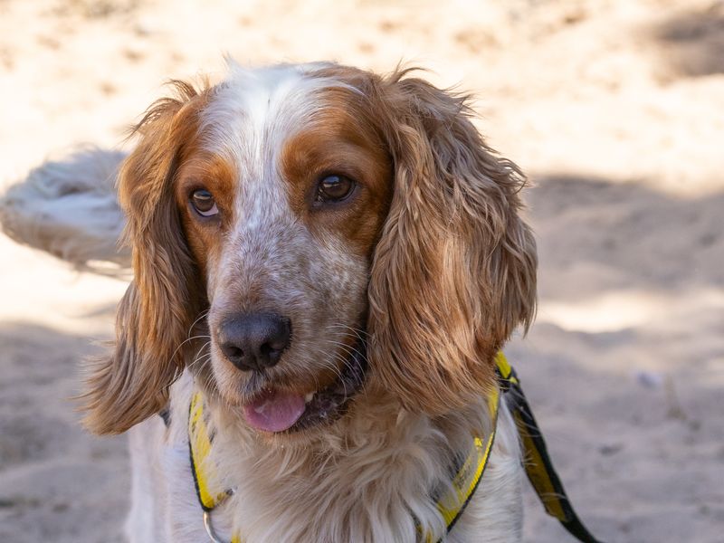 Cocker Spaniel for adoption in Wymeswold, Leicestershire – 1 year old - Image 2 of 2
