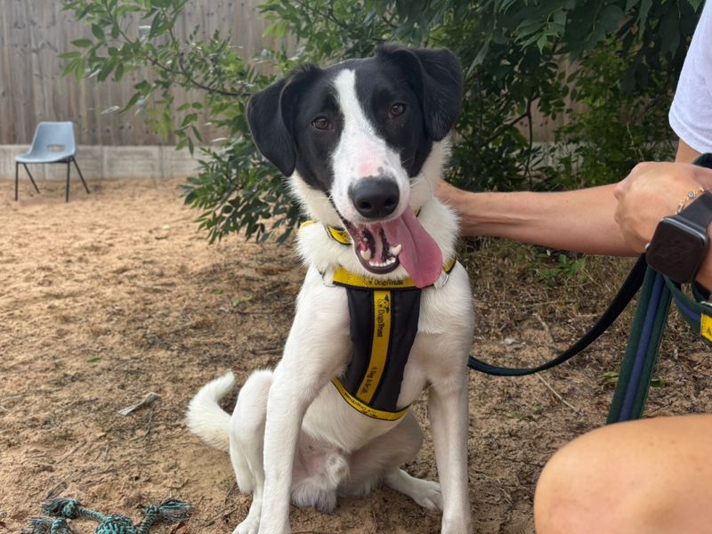 Jack Russell for adoption in Wymeswold, Leicestershire – 9 months old