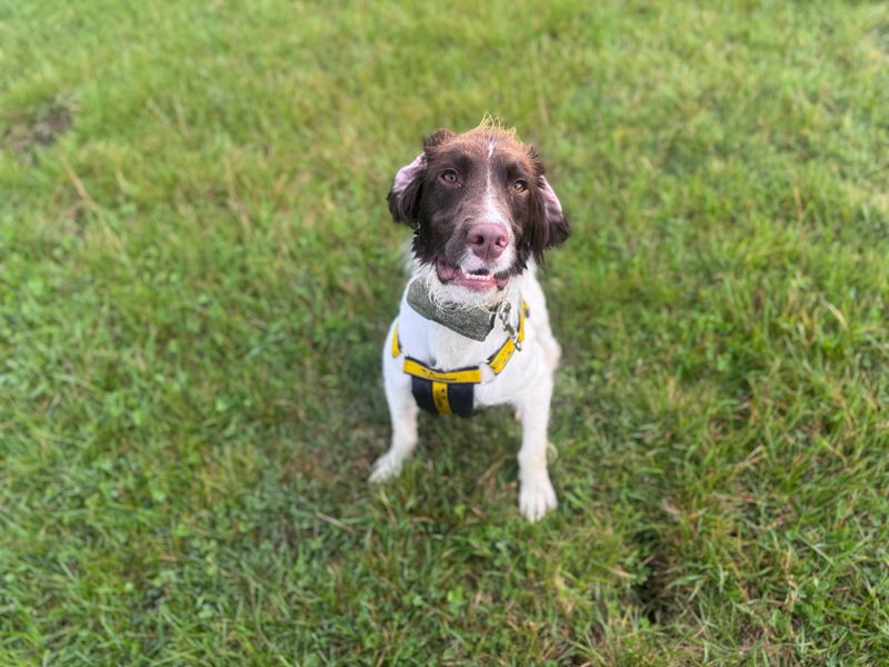 Springer Spaniel for adoption in Wymeswold, Leicestershire – 1 year old - Image 3 of 3