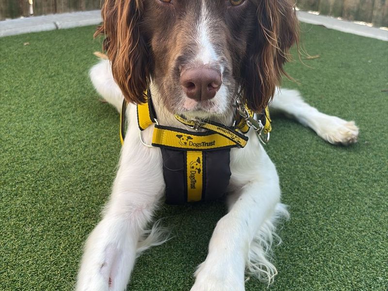 Springer Spaniel for adoption in Wymeswold, Leicestershire – 1 year old