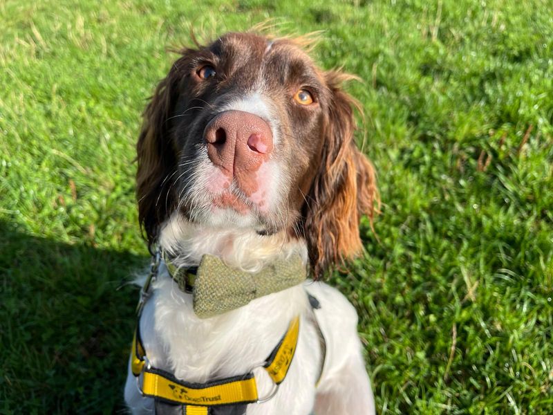 Springer Spaniel for adoption in Wymeswold, Leicestershire – 1 year old - Image 2 of 3