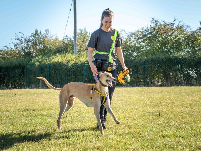 Bodhi - Image 3 of 4