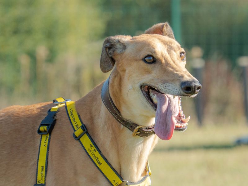 Bodhi - Image 4 of 4