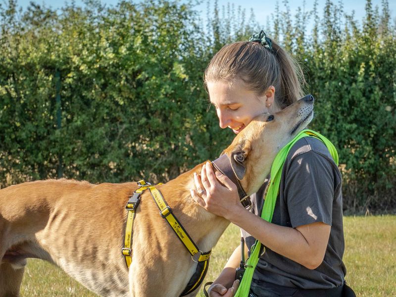 Bodhi - Image 2 of 4