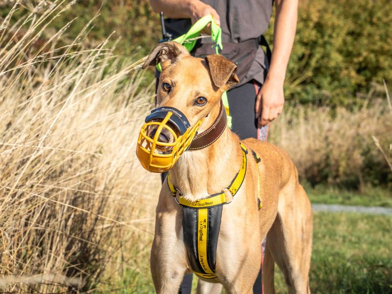 Greyhound for adoption in Wymeswold, Leicestershire – 3 years old