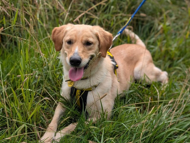 Beth | Retriever (Labrador) | Loughborough - 1