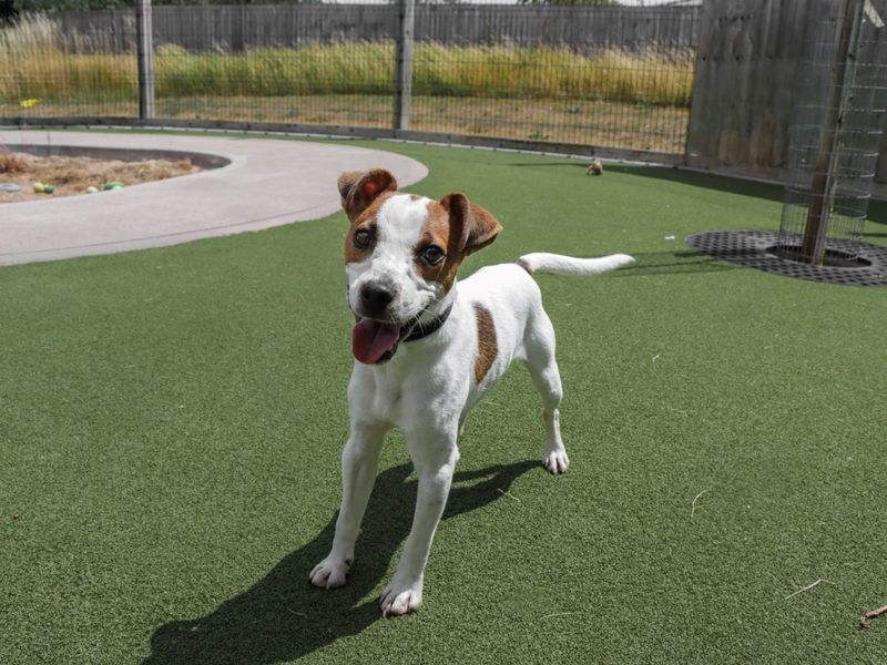 Jack Russell for adoption in Evesham, Worcestershire – 9 months old - Image 3 of 3
