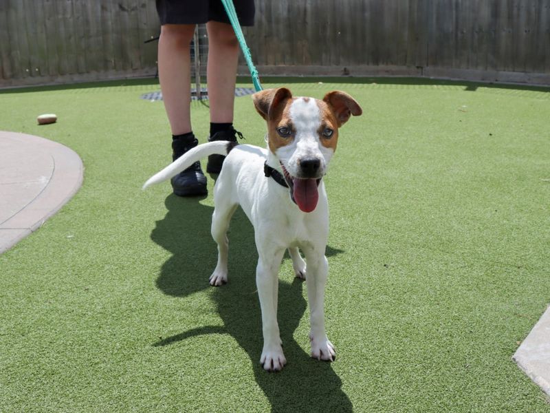 Beau | Terrier (Jack Russell) Cross | Evesham (Worcestershire) - 1