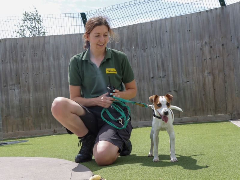 Jack Russell for adoption in Evesham, Worcestershire – 9 months old - Image 2 of 3