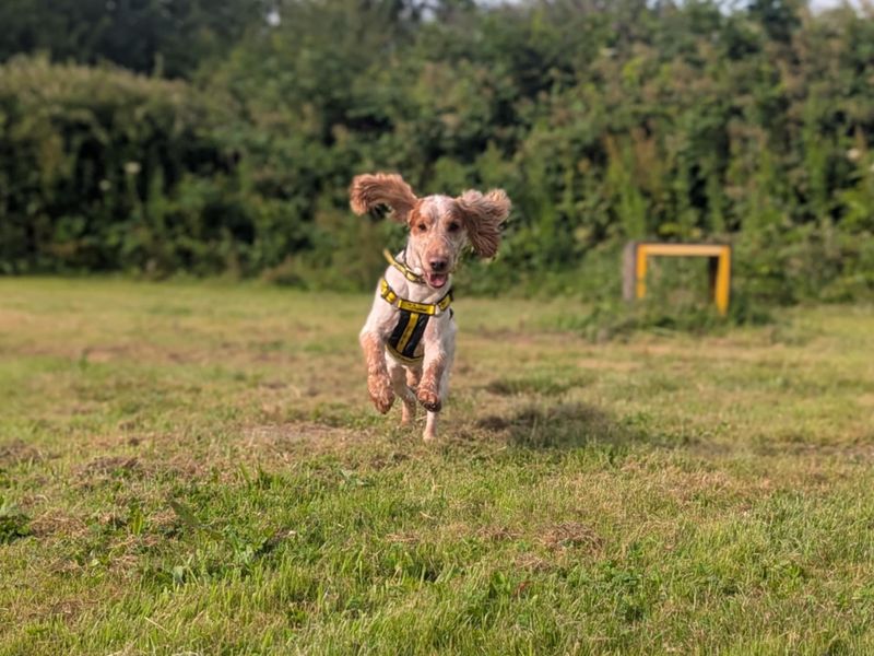 Springer Spaniel for adoption in Cardiff, Glamorgan – 4 years old - Image 2 of 3