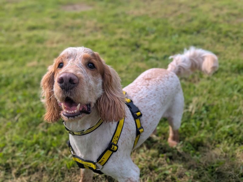 Springer Spaniel for adoption in Cardiff, Glamorgan – 4 years old - Image 3 of 3
