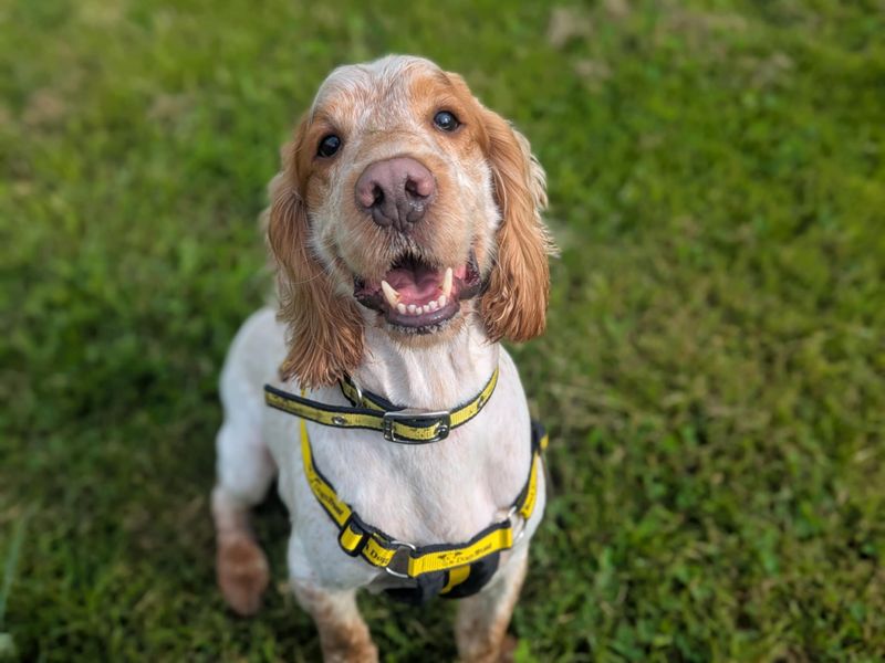 Springer Spaniel for adoption in Cardiff, Glamorgan – 4 years old