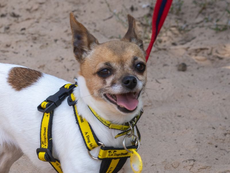 Chihuahua for adoption in Wymeswold, Leicestershire – 3 years old