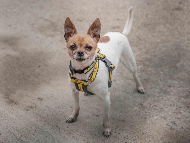 Chihuahua for adoption in Wymeswold, Leicestershire – 3 years old - Image 2 of 2
