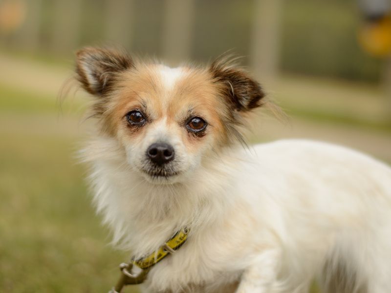 Chihuahua for adoption in Kenilworth, Warks – 2 years old