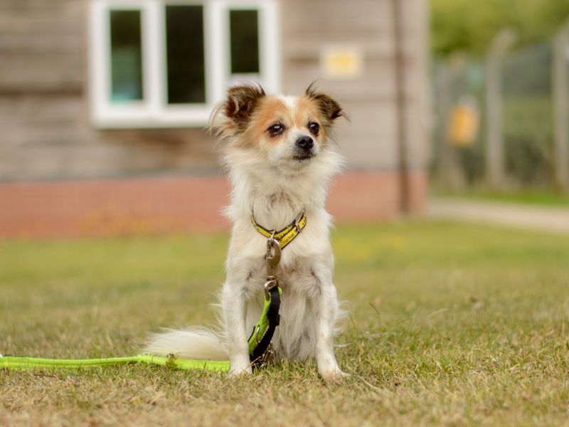 Chihuahua for adoption in Kenilworth, Warks – 2 years old - Image 3 of 3
