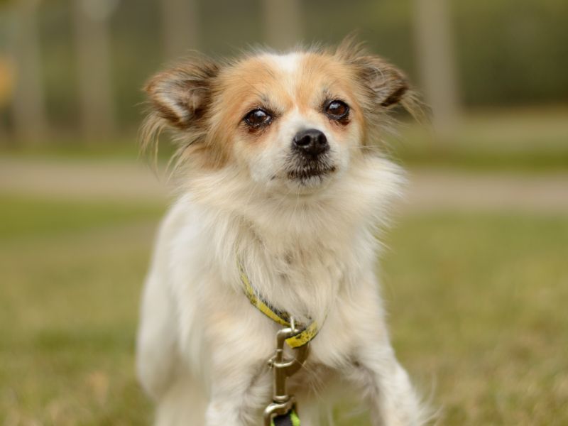 Chihuahua for adoption in Kenilworth, Warks – 2 years old - Image 2 of 3