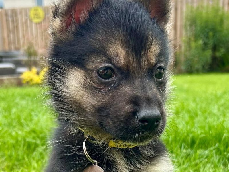 Cherry | German Shepherd Dog Cross | West Calder (Edinburgh) - 1