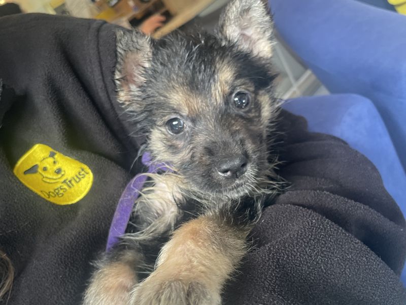 German Shepherd for adoption in West Calder, West Lothian – 8 weeks old
