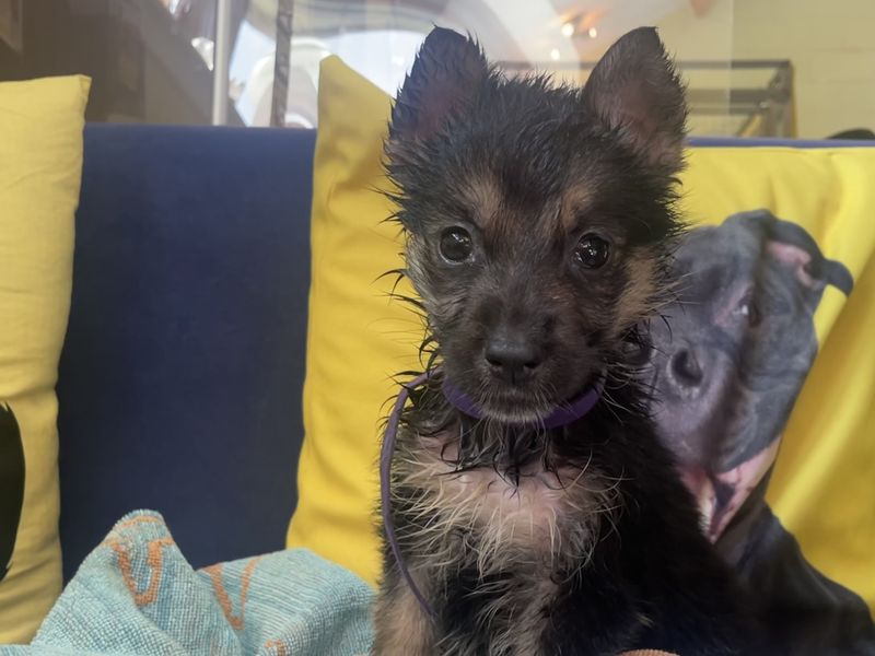 German Shepherd for adoption in West Calder, West Lothian – 8 weeks old - Image 2 of 3