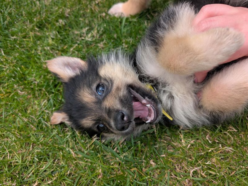 German Shepherd for adoption in West Calder, West Lothian – 7 weeks old