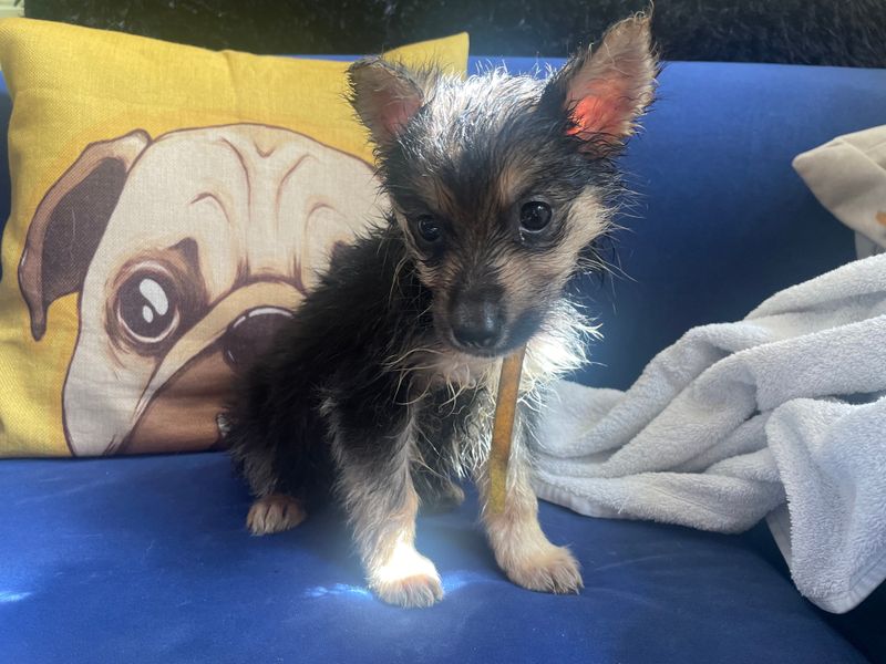 German Shepherd for adoption in West Calder, West Lothian – 8 weeks old - Image 3 of 3