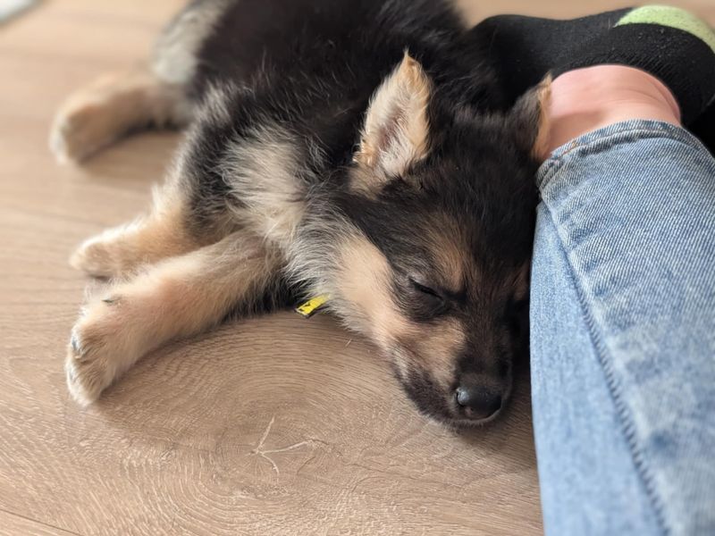 German Shepherd for adoption in West Calder, West Lothian – 8 weeks old - Image 2 of 3
