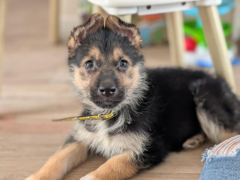 German Shepherd for adoption in West Calder, West Lothian – 9 weeks old
