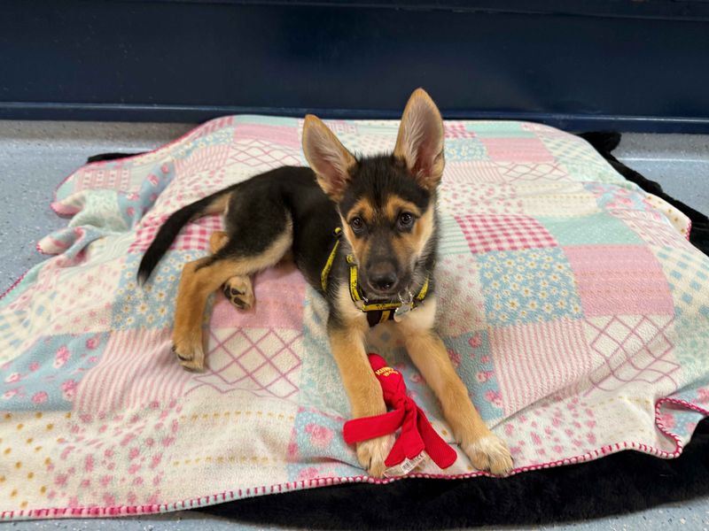 Phoebe | German Shepherd Dog Cross | West Calder (Edinburgh) - 1